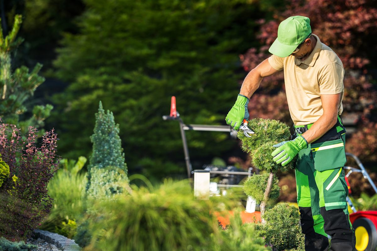 property-maintenance-pruning Professional landscaper pruning an ornamental tree